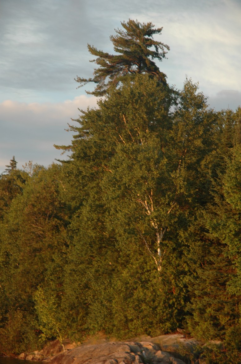 Canada has magnificent trees.  This one looks like it's in the thralls of a wild, primal dance!