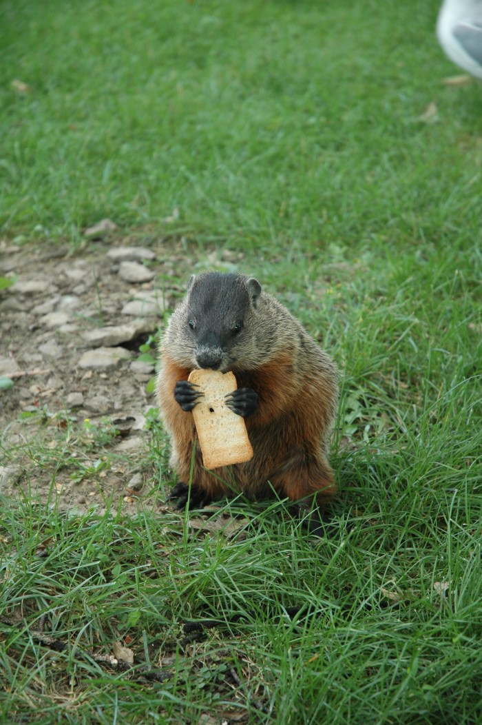 'Can I has Melba Toast?'