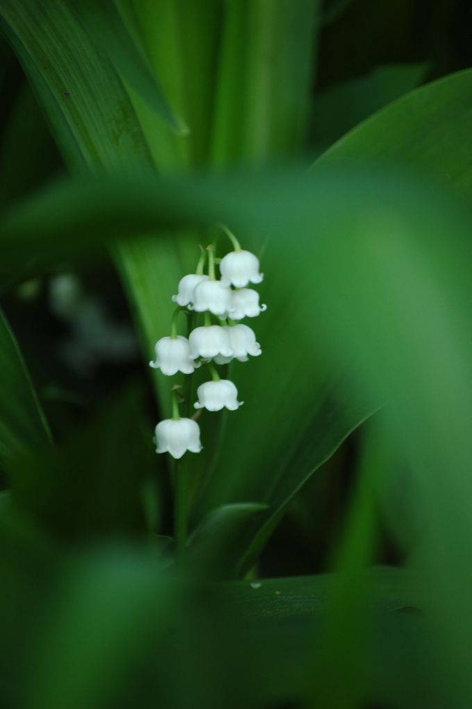 even more lilly of the valley