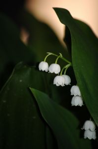 Lilly of the valley
