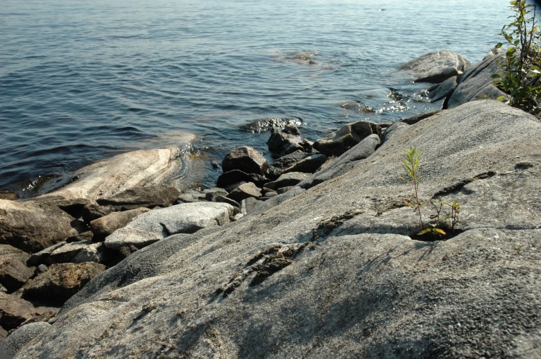 'Life of the rocks' (as opposed to 'The Madonna of the rocks'...)