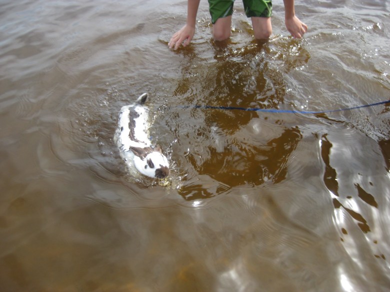 Hip Hop swims to shore