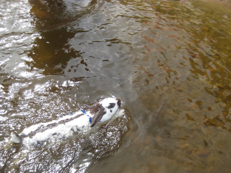 rabbits are very fast swimmers